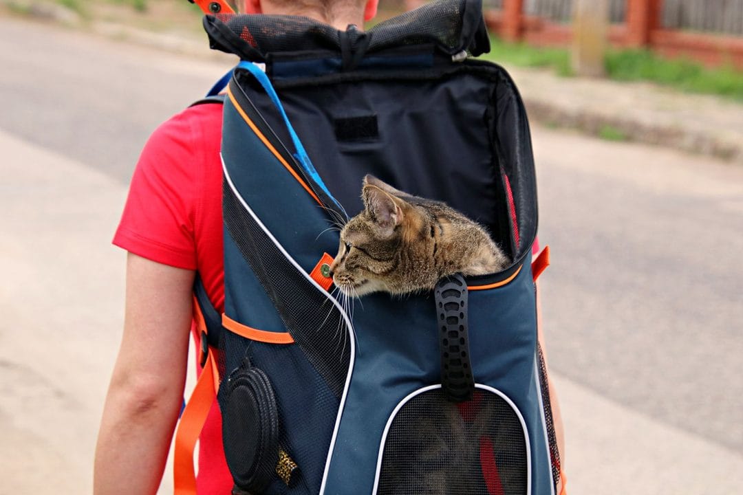 Bringing Your Pet to Asia: The Quarantine Rules, Flight Realities and Paperwork That Catch Expats Off Guard